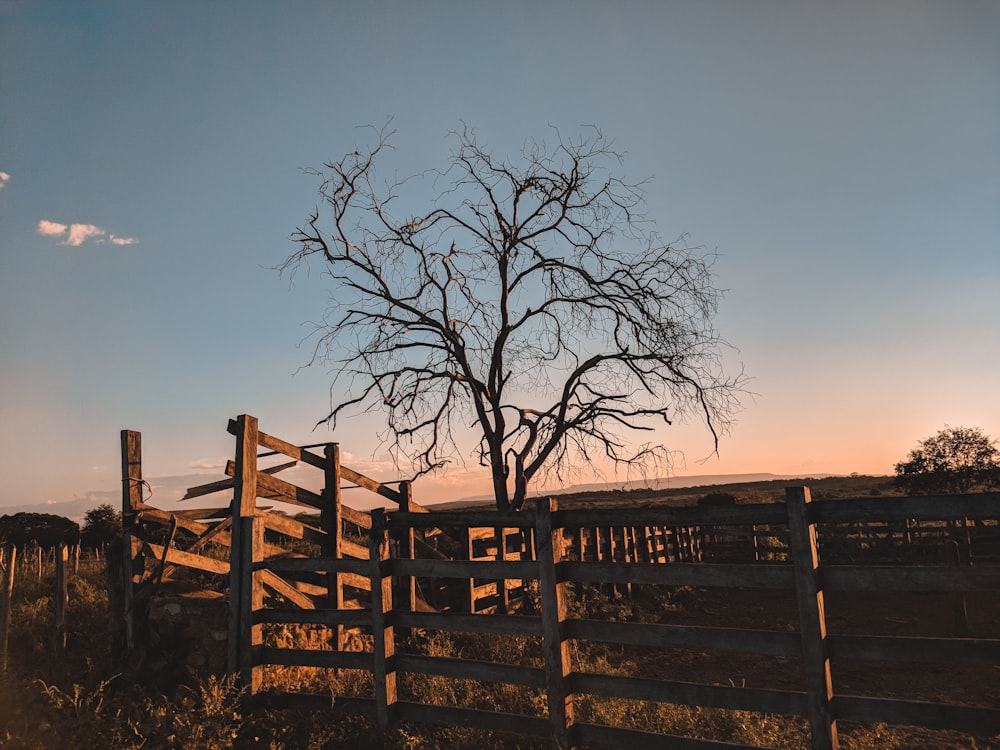 brown wooden fence near bare tree during daytime