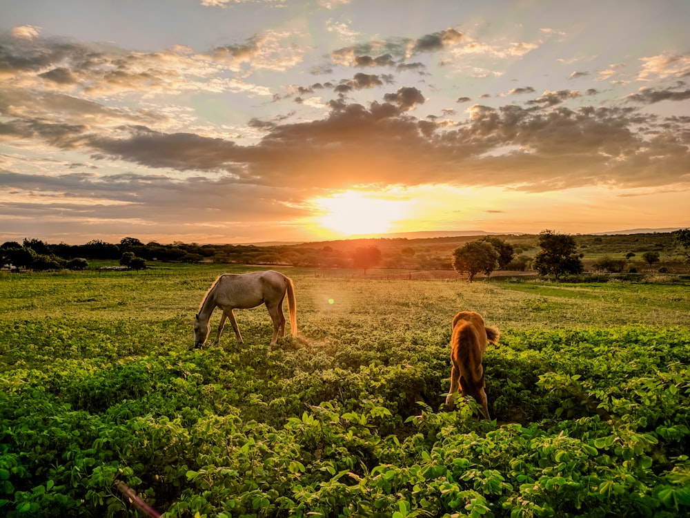 brown horse eating grass on green grass field during sunset