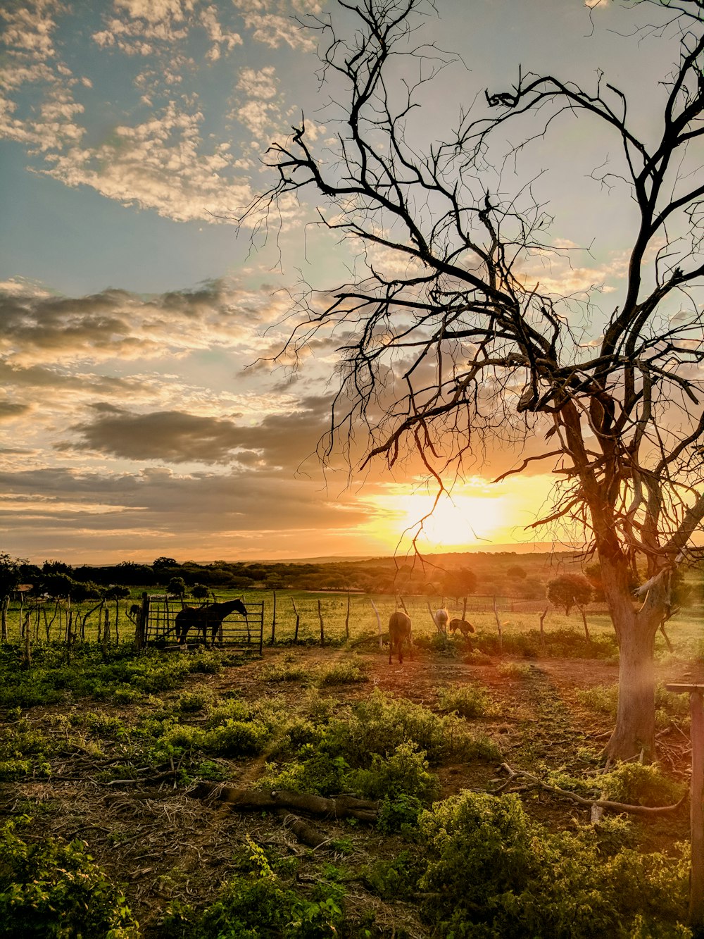 silhouette of horses on grass field during sunset