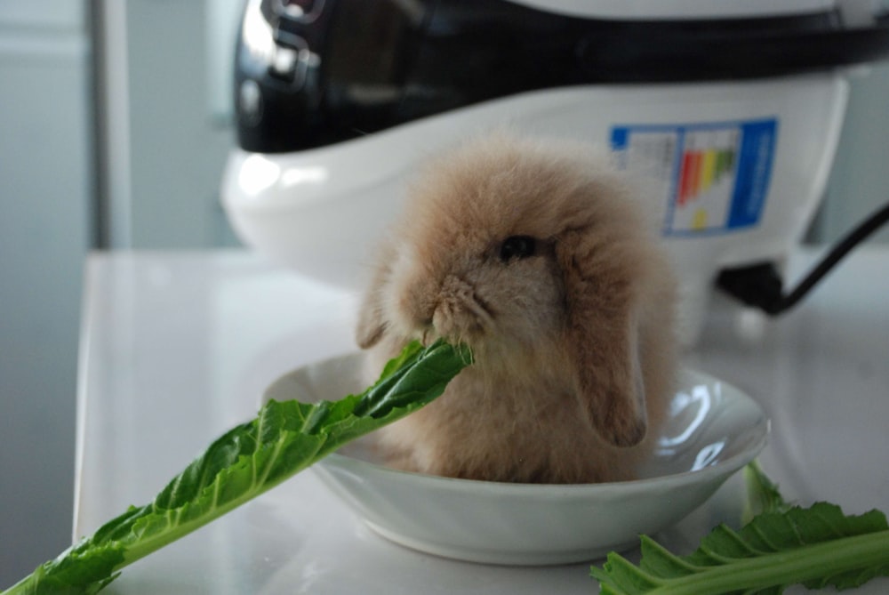 brown rabbit on white ceramic sink