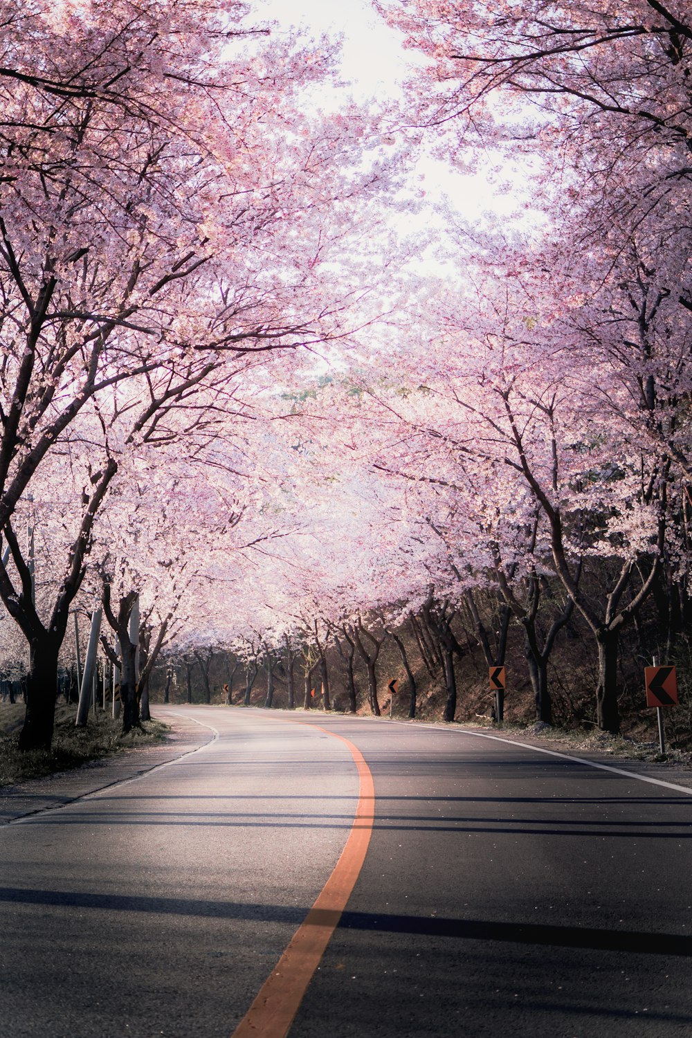 gray asphalt road between trees during daytime