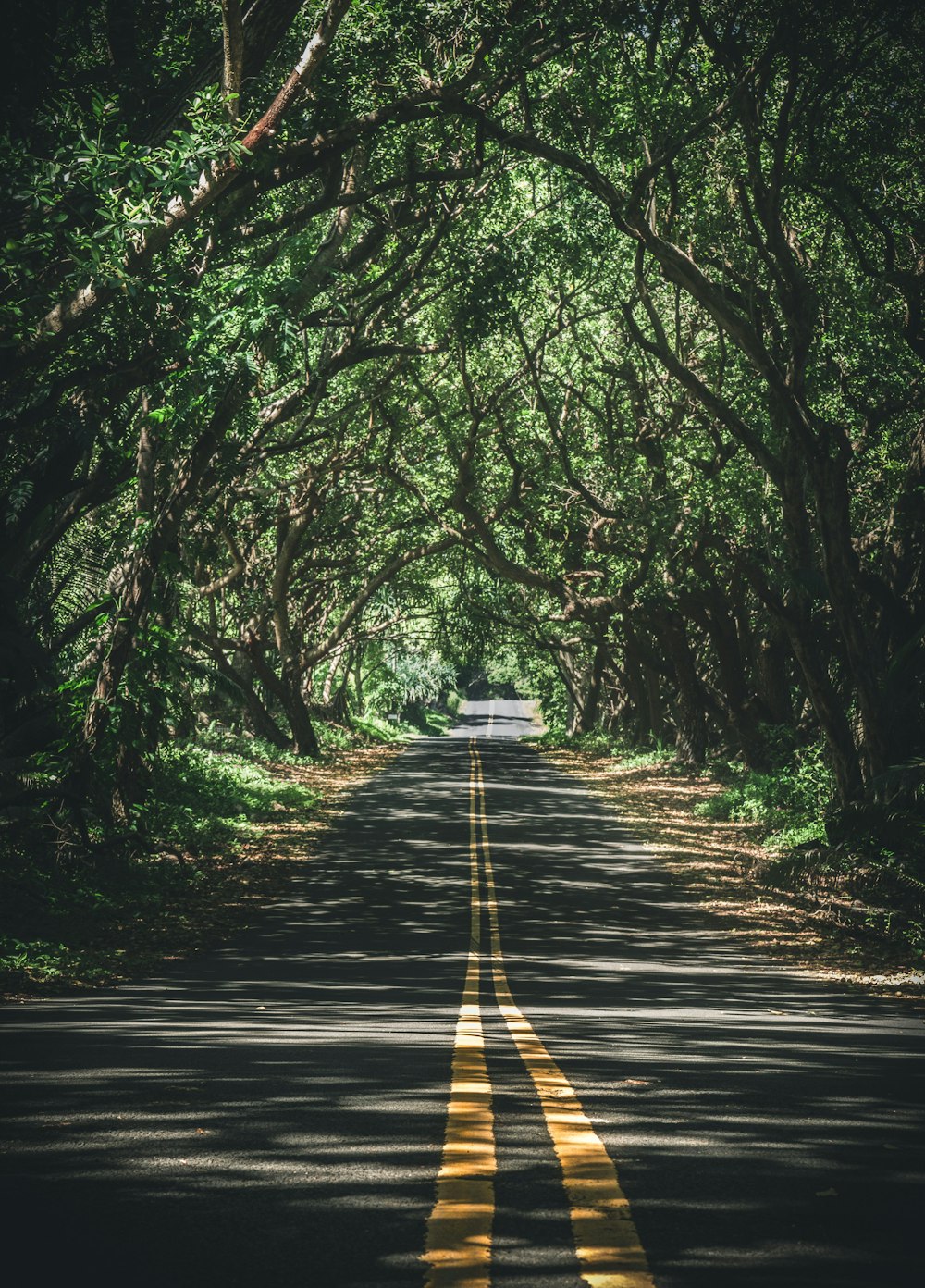 gray concrete road between green trees during daytime