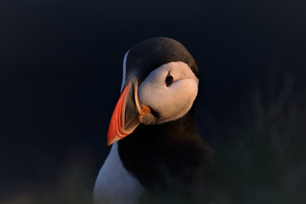 white and black bird with orange beak