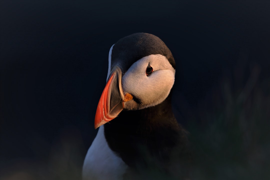 white and black bird with orange beak