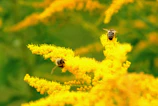 Bees actively working on vibrant wildflowers in the ecotourism area.