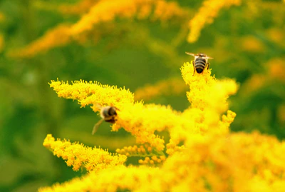Healthy bees pollinating vibrant flowers in a lush garden.