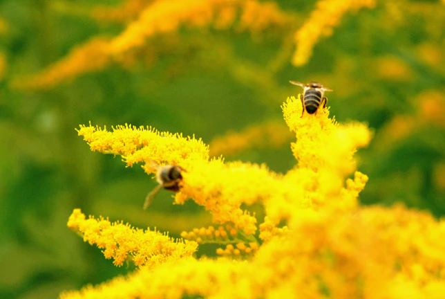Bees actively pollinating blossoms in the apiary surrounded by natural greenery.