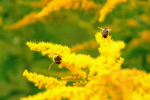 Bees actively working on vibrant wildflowers in the ecotourism area.