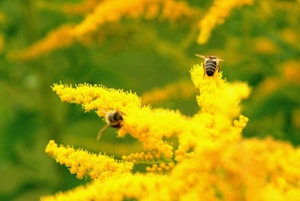 Pure Wildflower Honey