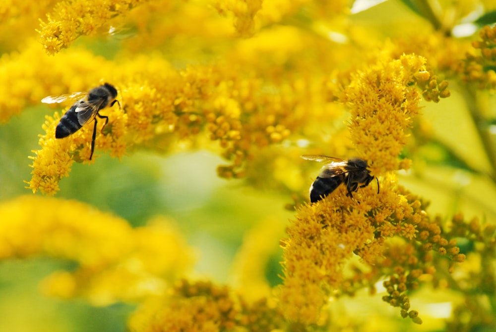 black and yellow bee on yellow flower