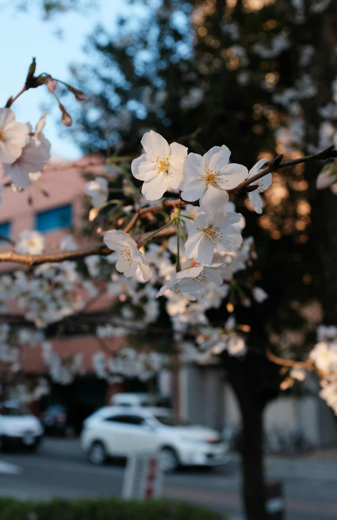 white cherry blossom in bloom during daytime