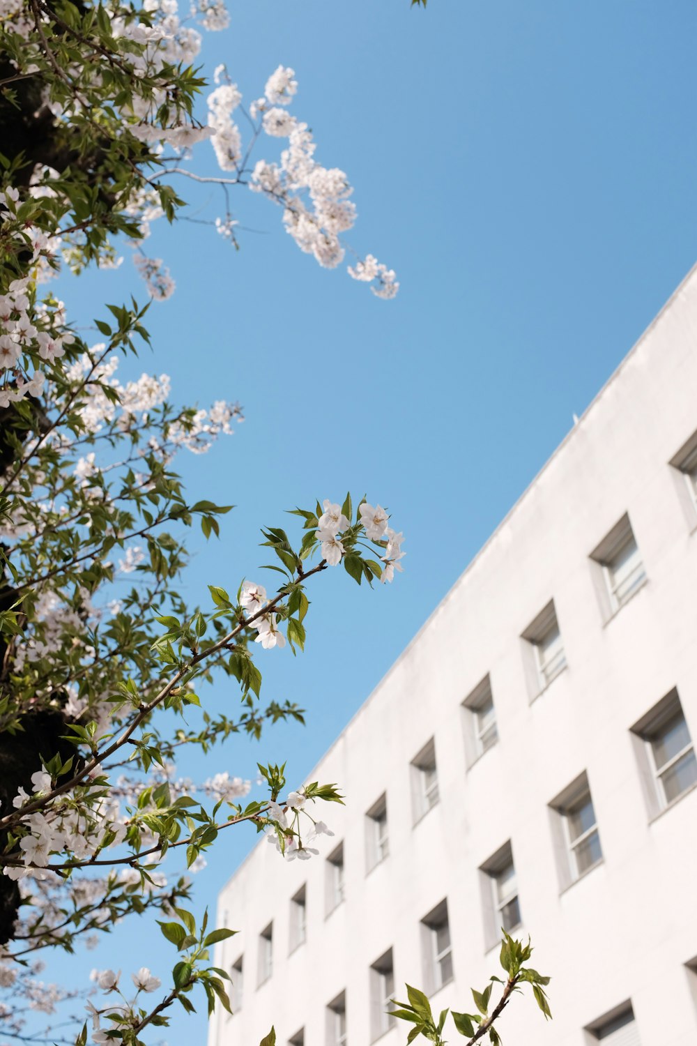 edifício de concreto branco com folhas verdes durante o dia