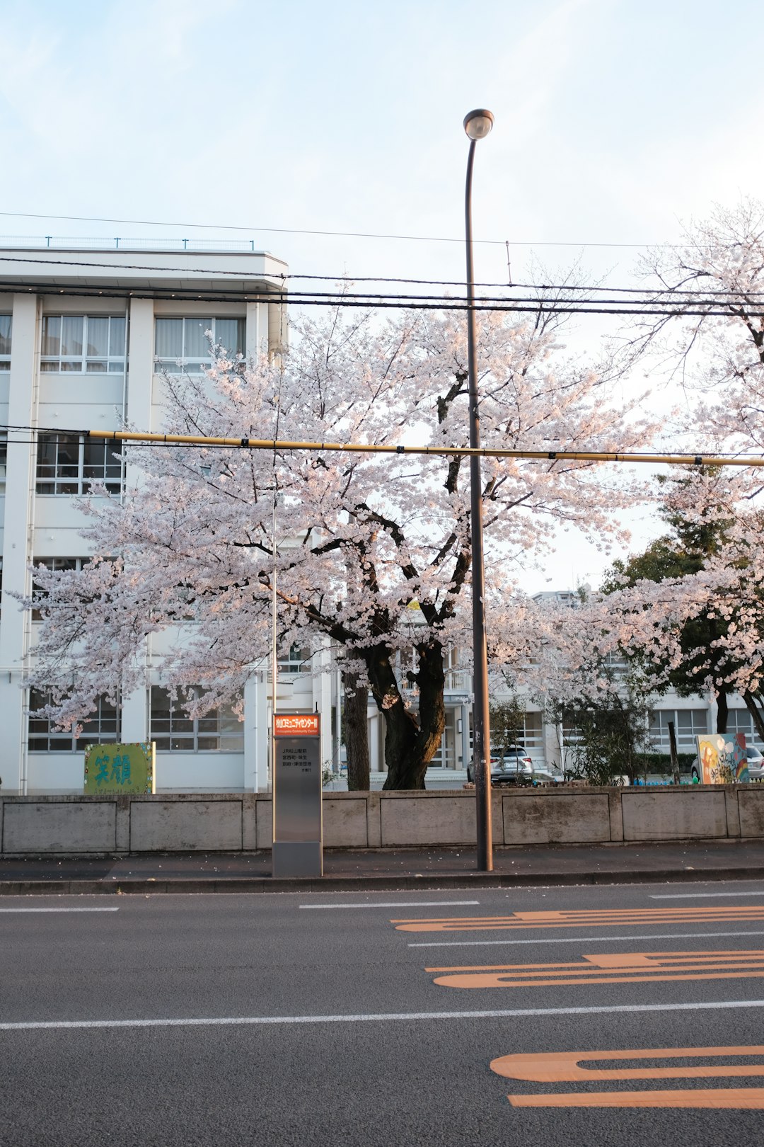 bare trees near white building during daytime