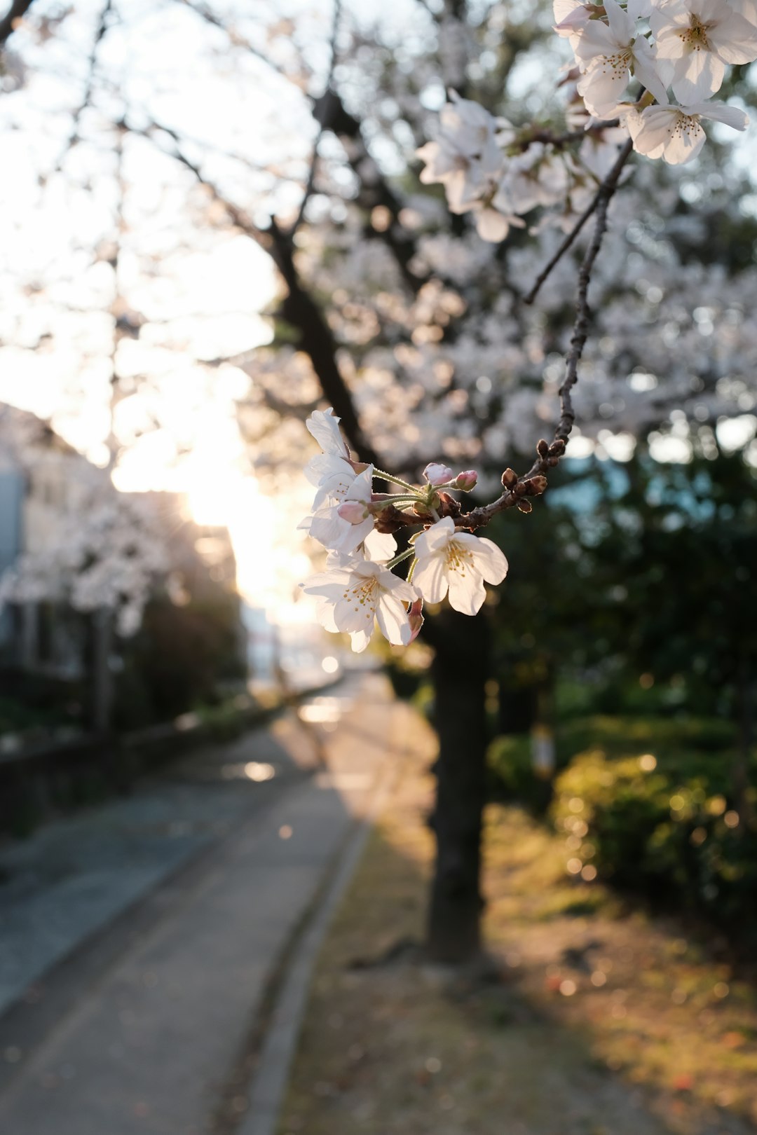 white cherry blossom in bloom during daytime