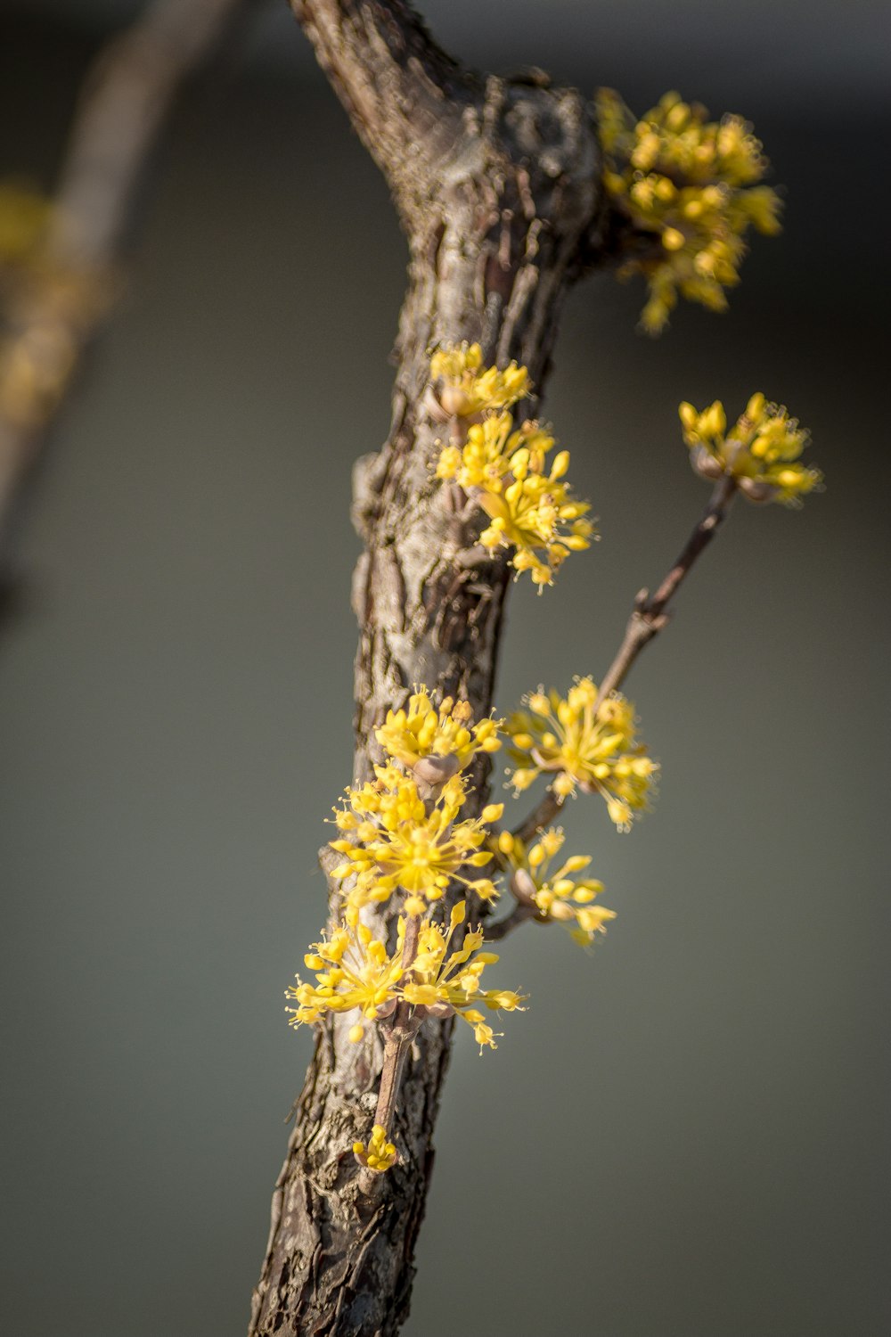 yellow flower on brown tree branch