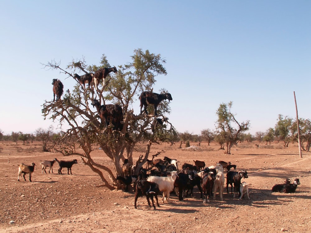 herd of sheep on brown field during daytime