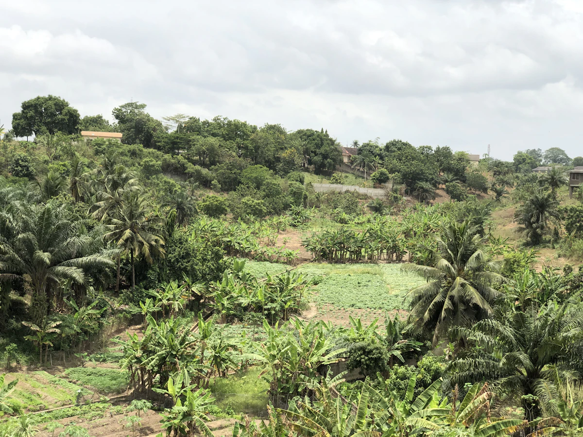 Green farmland in Ghana, near Suhum, Eastern Region