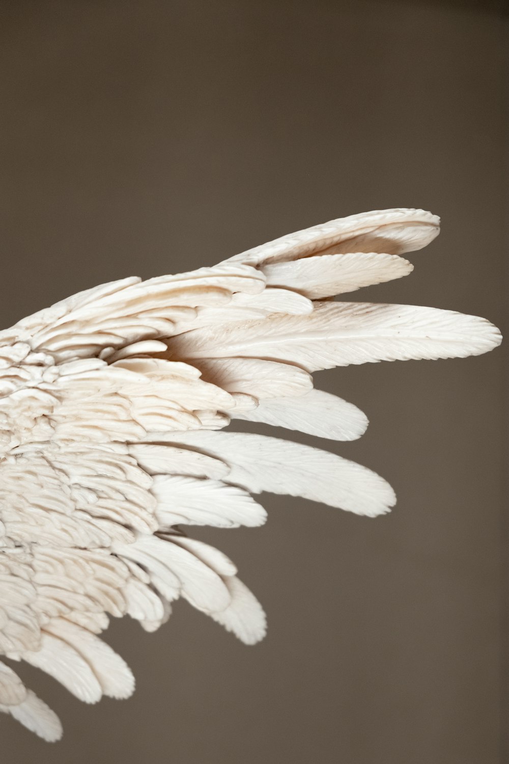 white and brown flower in close up photography