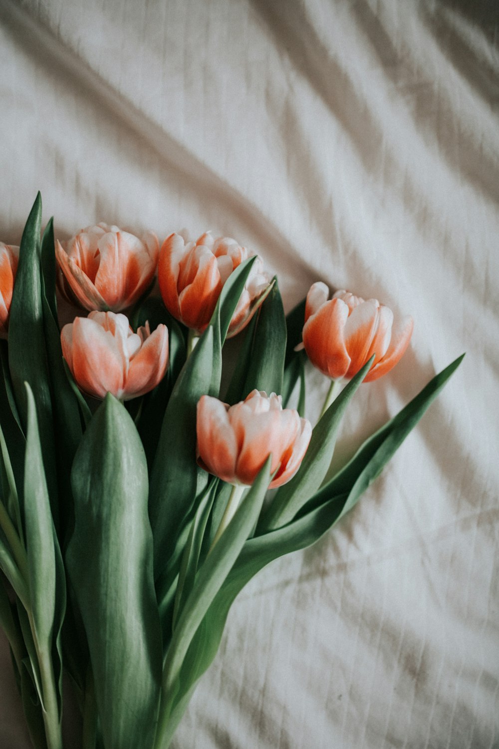 pink tulips on white textile