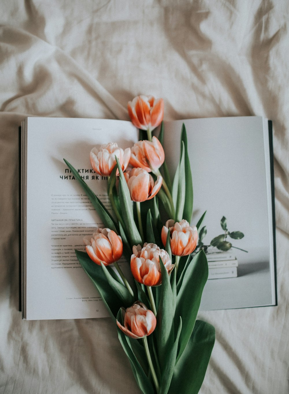 pink tulips on white book