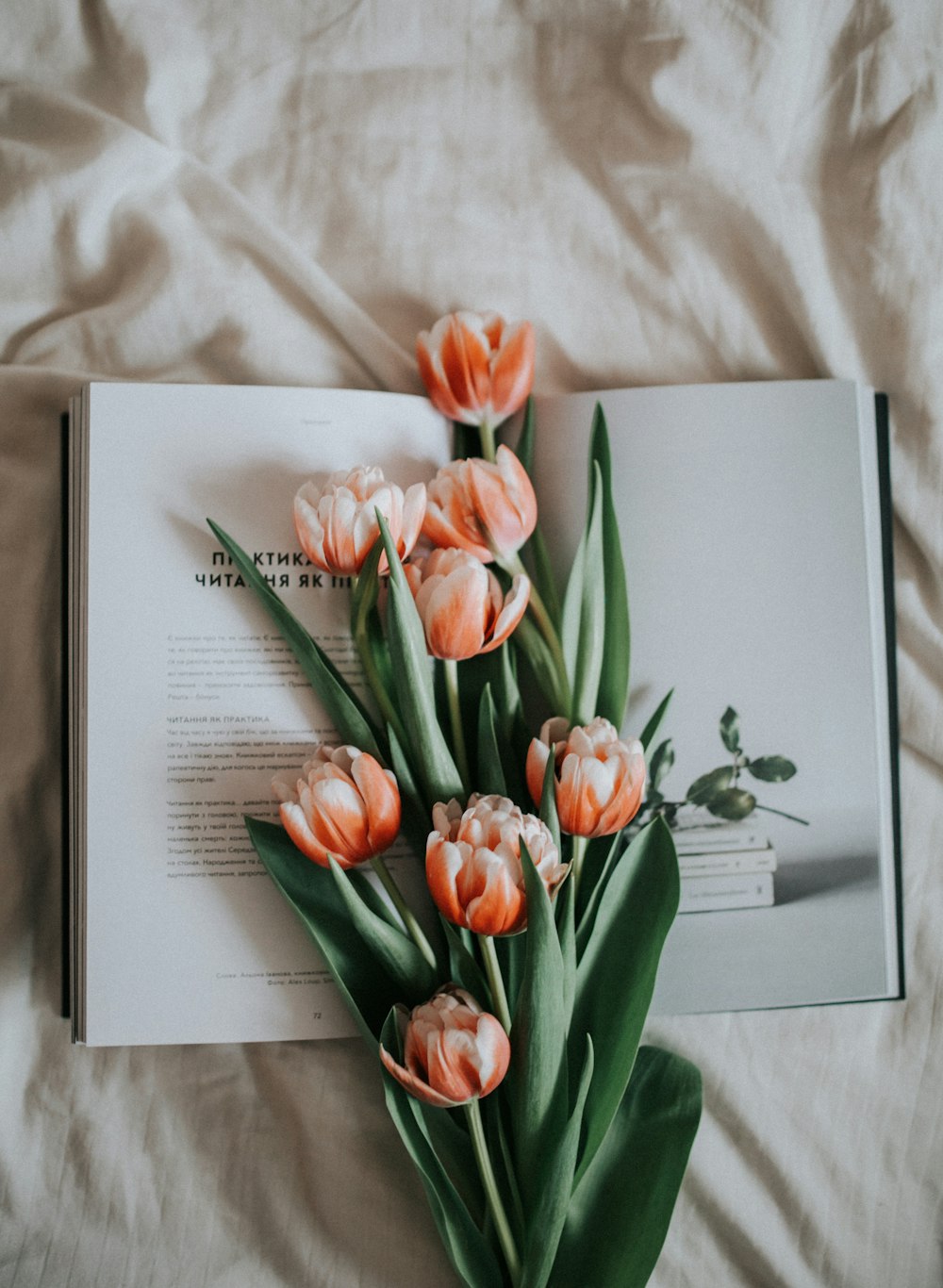 Tulipes roses sur livre blanc