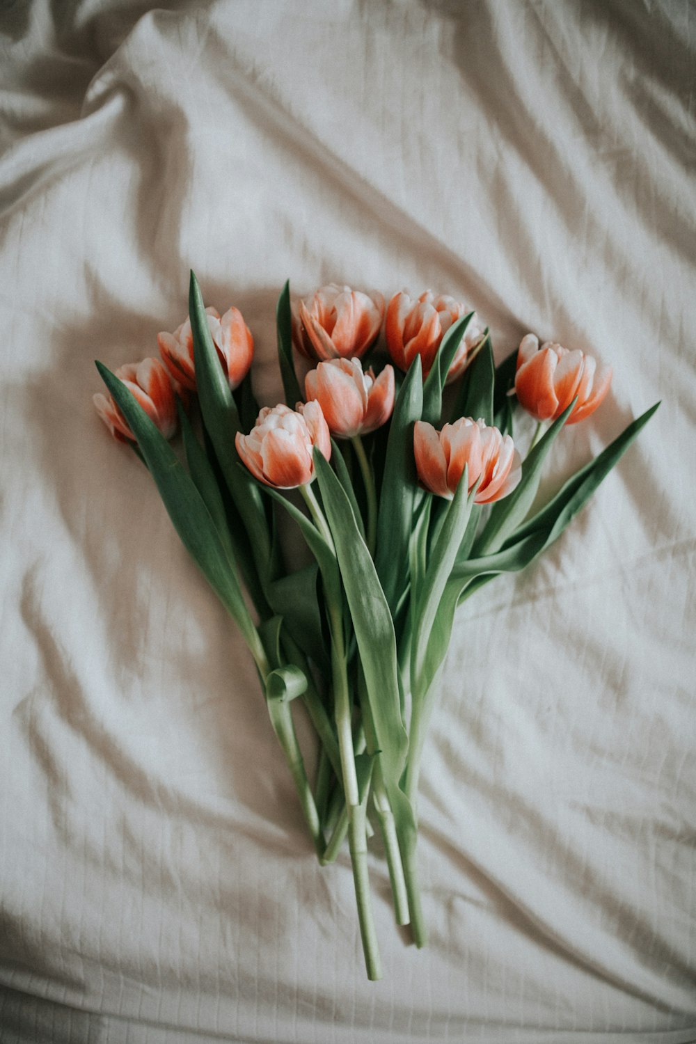 pink tulips on white textile