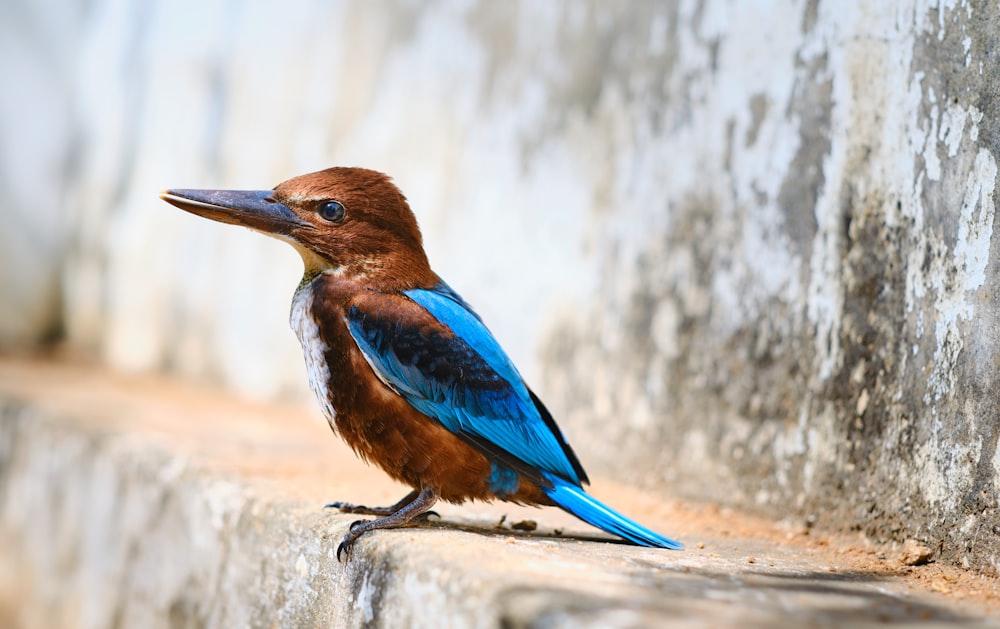 brown and blue bird on gray concrete surface during daytime