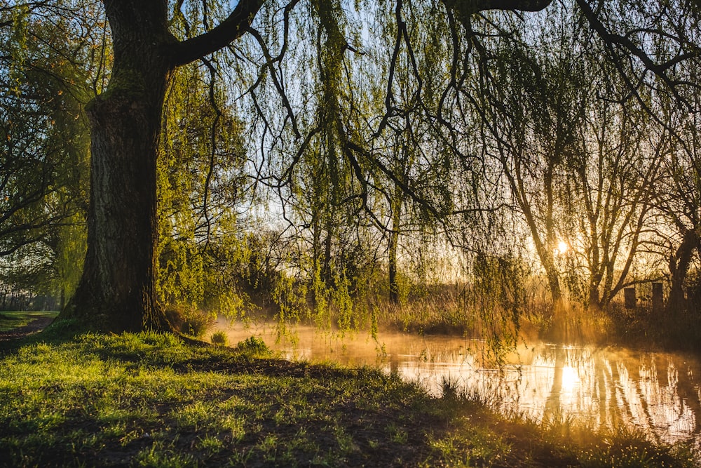 green grass field and trees near lake during daytime