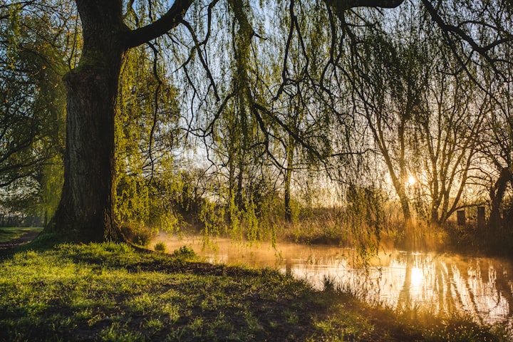 Rest Neath the Willow