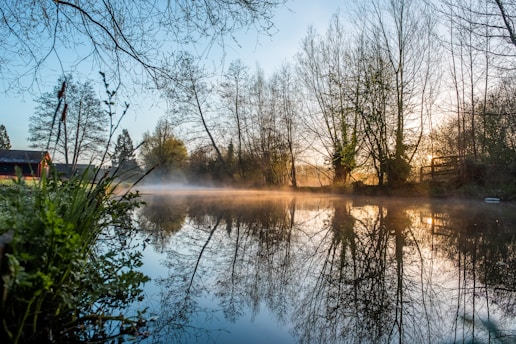 A calm lakeside at dawn with soft mist over still water