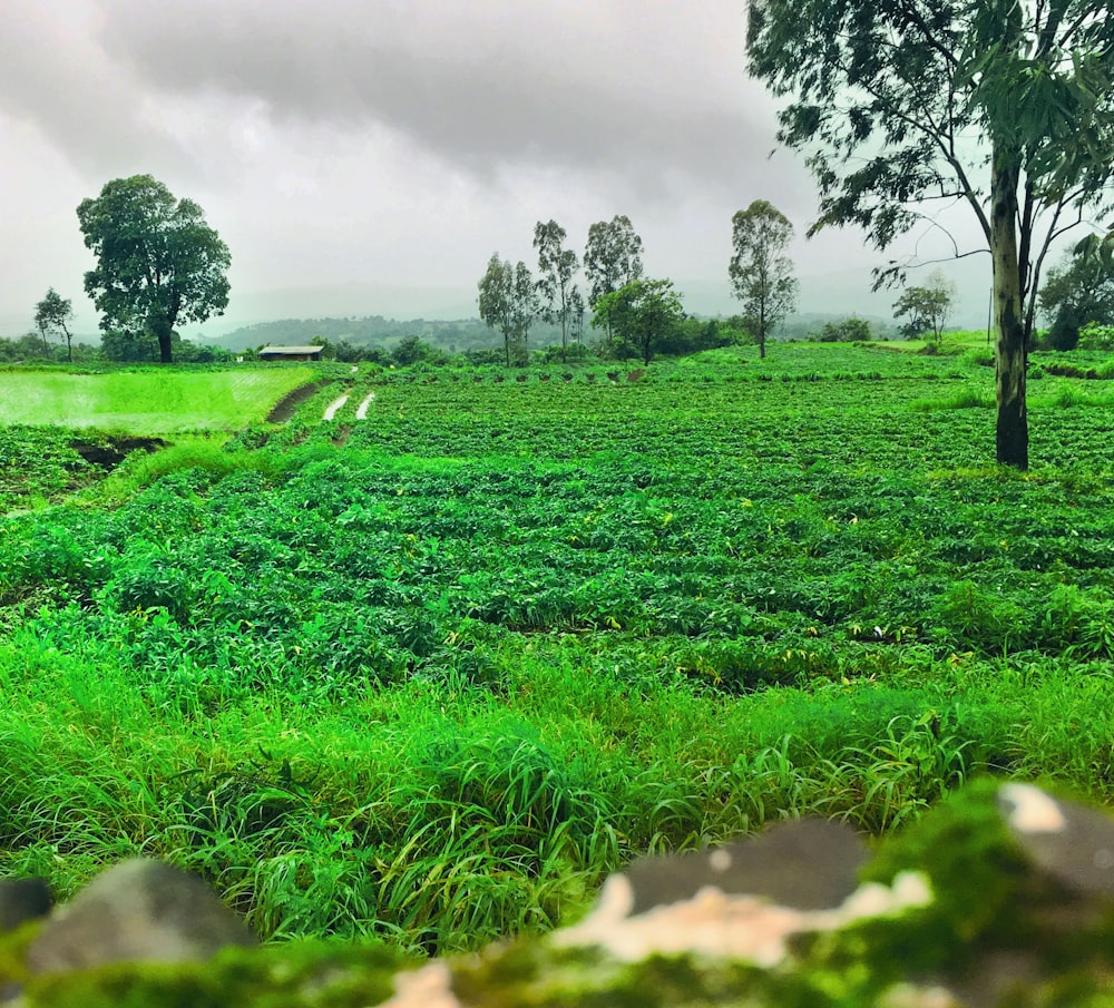 green grass field under cloudy sky during daytime