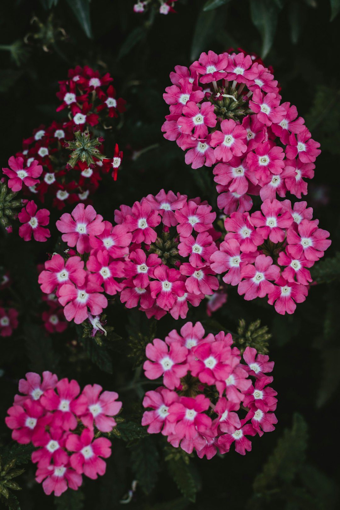 pink flowers with green leaves