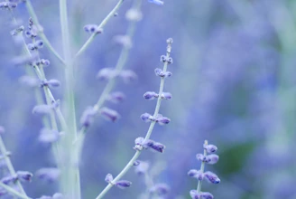 Wild lavender blooming gently against a soft, muted background.