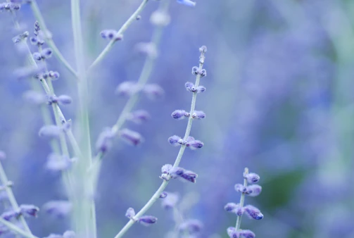 Wild lavender blooming gently against a soft, muted background.