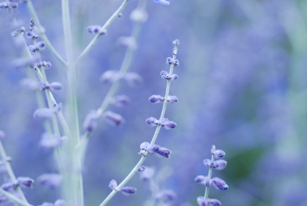 purple flower buds in tilt shift lens