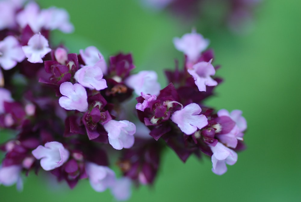 purple flower in macro lens