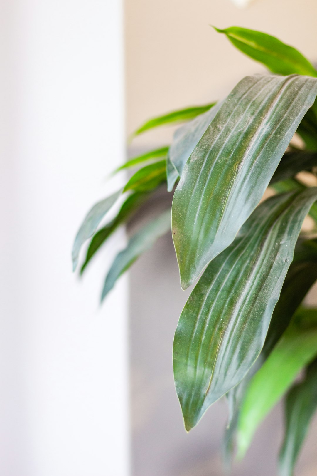 green leaves near white wall