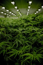 green Hemp plants in grow room