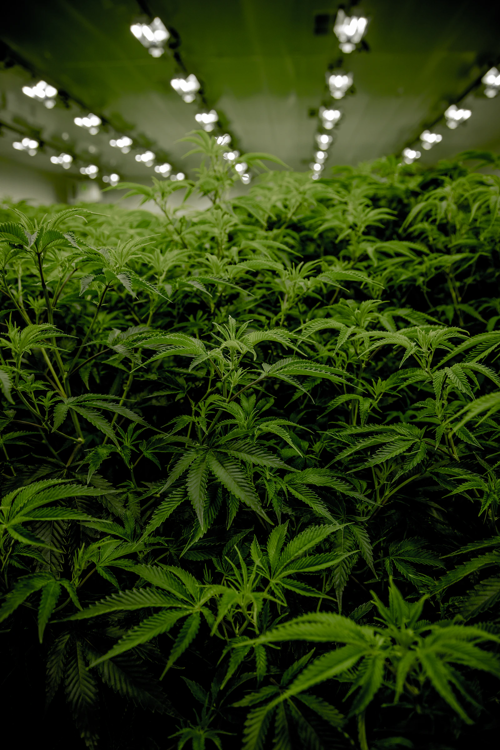 Dense canopy of cannabis plants in an indoor cultivation facility