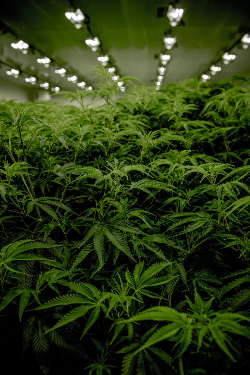 Prime Cultivar Flow store view 5