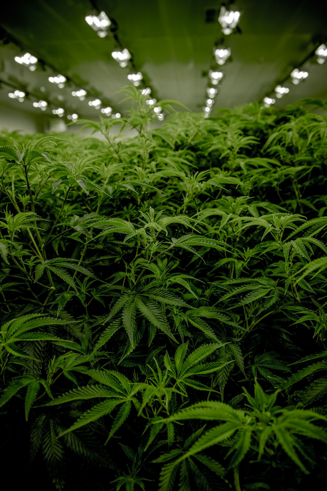 America and the Legalization of Marijuana