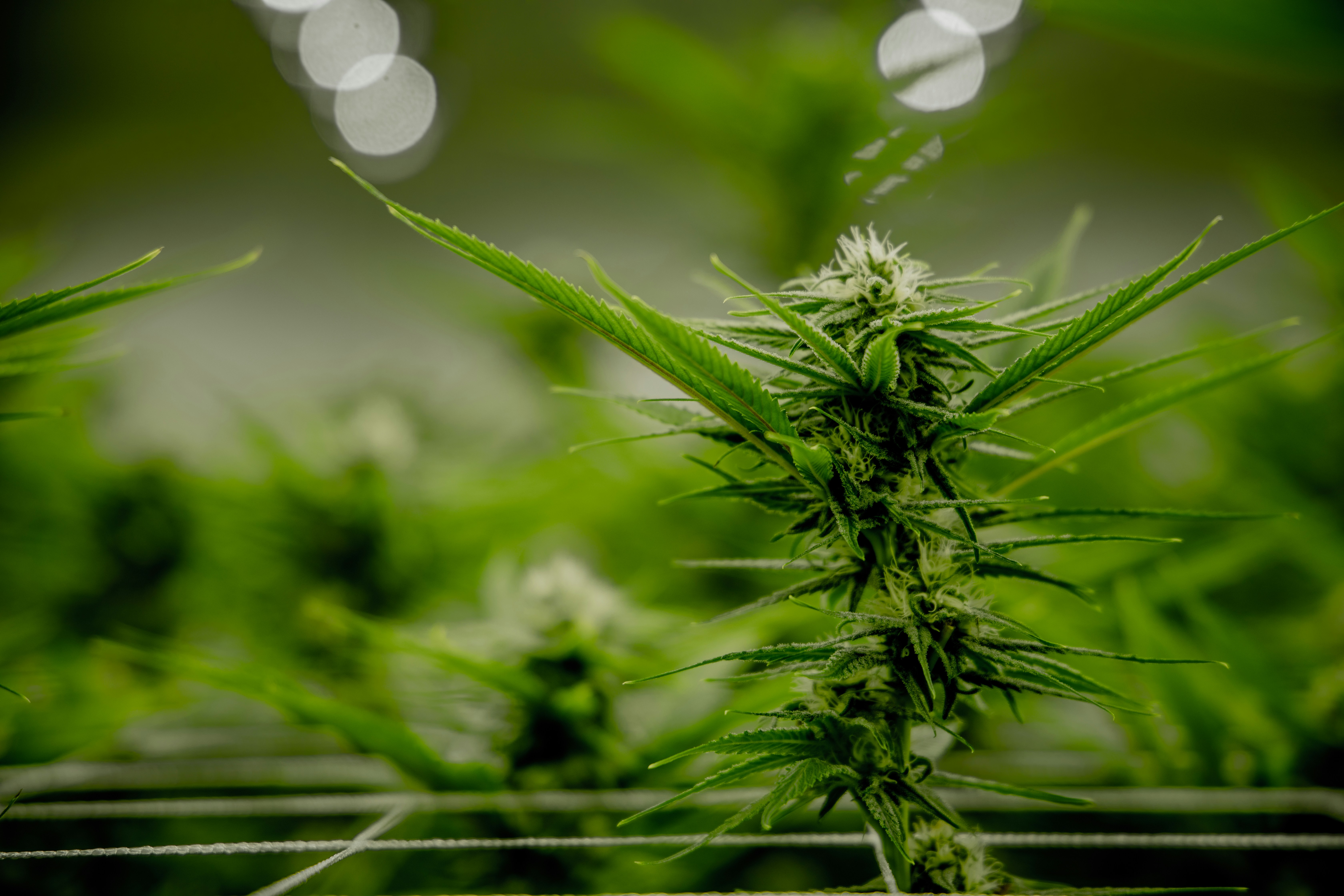 CBD and THC Aren't the Same Thing: A Science-First Breakdown for New Consumers