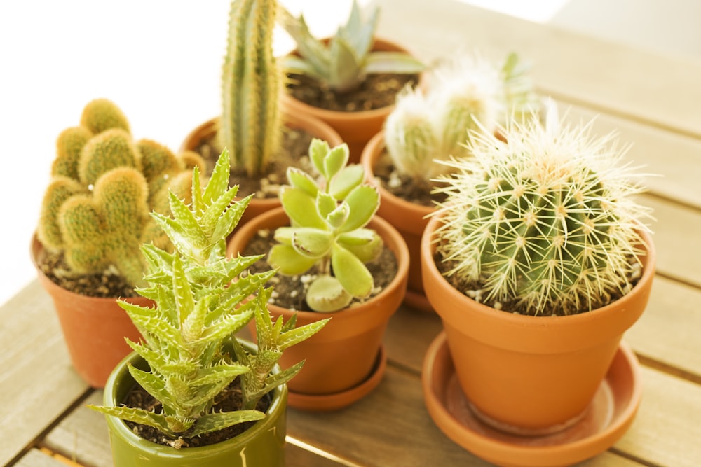 茶色の粘土鍋に緑のサボテンの植物