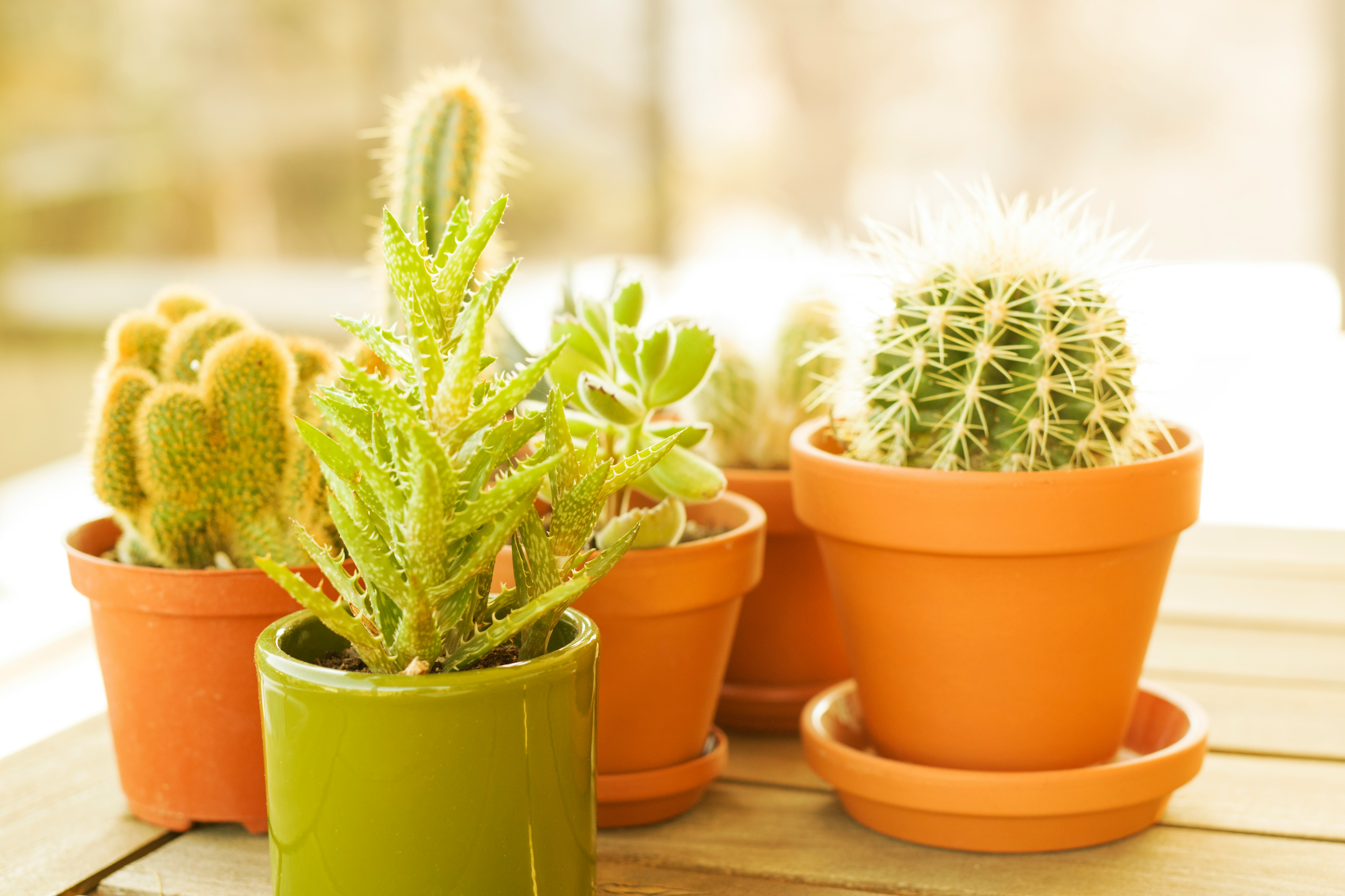 green cactus in brown clay pot