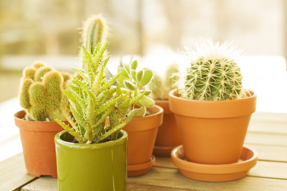 green cactus in brown clay pot