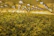 A large indoor cultivation facility filled with densely packed cannabis plants under bright artificial lights. The room is equipped with numerous ceiling fans and LED grow lights that create an even illumination throughout the space.