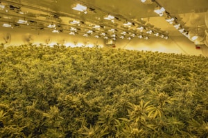 A large indoor cultivation facility filled with densely packed cannabis plants under bright artificial lights. The room is equipped with numerous ceiling fans and LED grow lights that create an even illumination throughout the space.