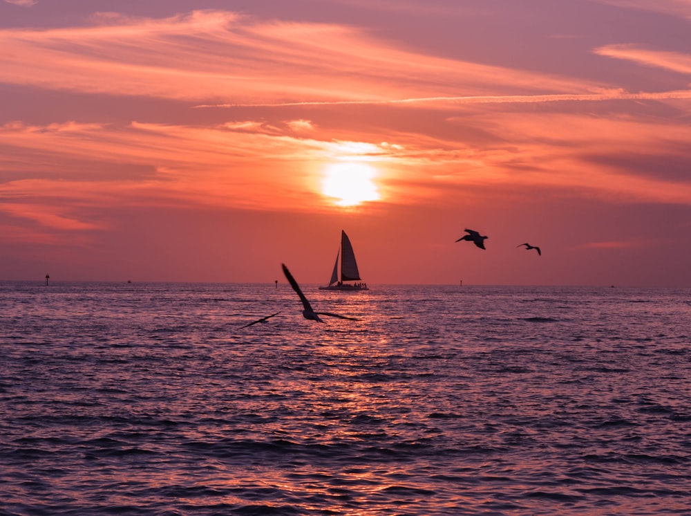 silhouette of bird flying over the sea during sunset