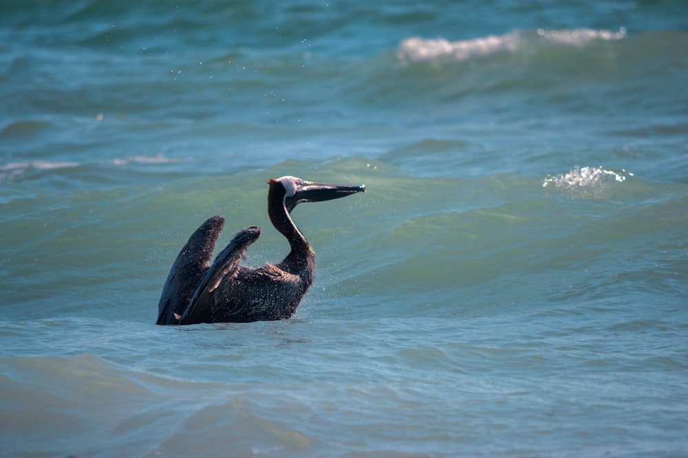 pelicano preto e branco na água durante o dia