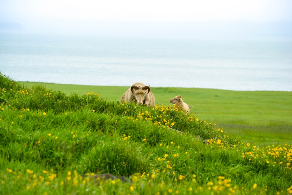 3 brown animals on green grass field during daytime